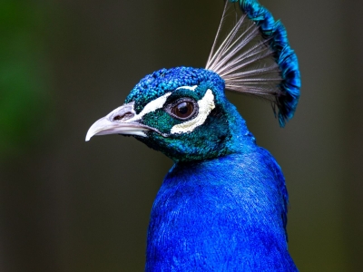 Blauwe pauw - De Zonnegloed - Dierenpark - Dieren opvangcentrum - Sanctuary